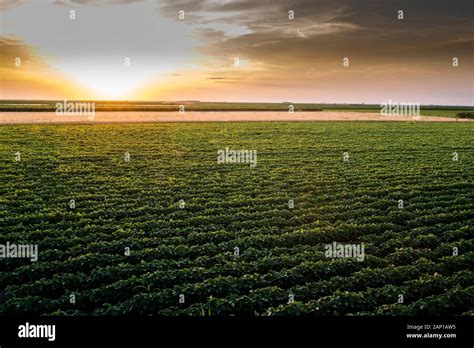 Open soybean field at sunset.Soybean field Stock Photo - Alamy