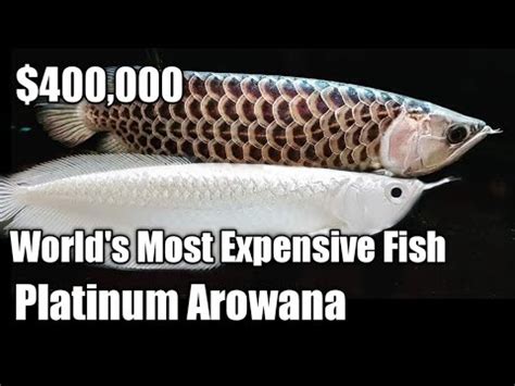 Fish Worth More Than Lambo Worlds Most Expensive Fish