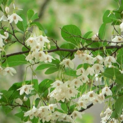 Styrax Japonica Japanese Snowbell Future Forests