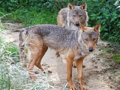 Tipos de lobos e suas características Lista FOTOS