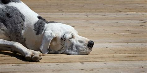 Was Tun Wenn Der Hund Verstopfung Hat Tipps