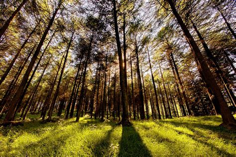 Forest Shadows Louth Photograph By Barry O Carroll Fine Art America