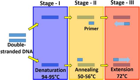 Three Distinct Thermal Stages Of Polymerase Chain Reaction Pcr Download Scientific Diagram