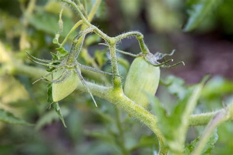 How to Grow and Care for Roma Tomatoes