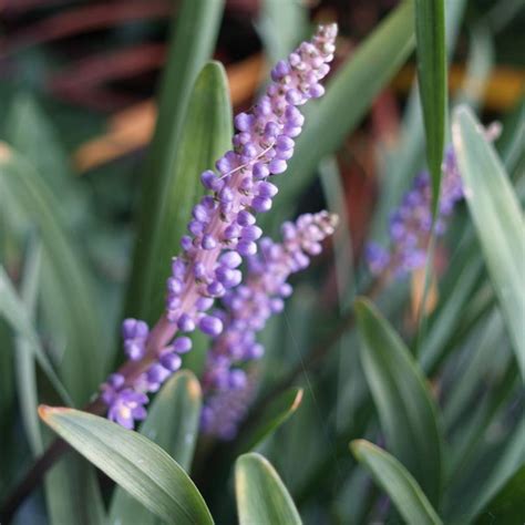 Liriope Muscari Okina