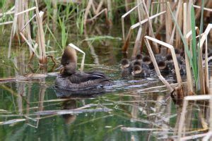 Our hooded merganser ducklings emerge | Mike Hendley Fine Art