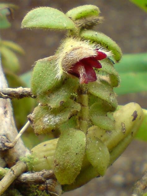 Trichotosia Ramosii Orchidaceae Image At Phytoimages Siu Edu