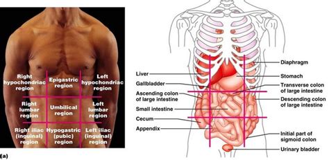 Abdominopelvic Regions Anatomy Anatomy And Physiology Physiology