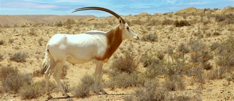 The Scimitar-Horned Oryx | Critter Science