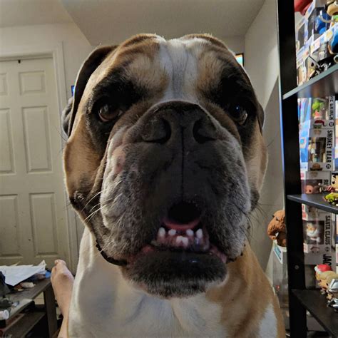 fmottrn on Twitter: "I wanna see your pets in the comments ️I love my