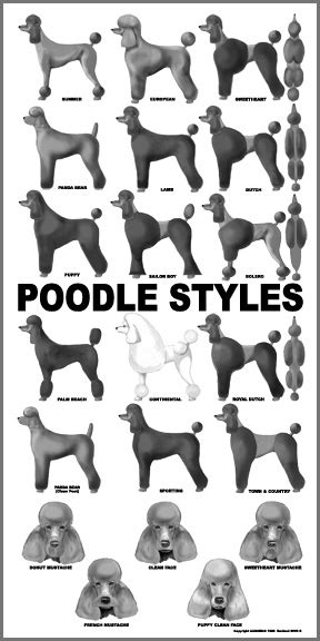 Huxtable The Poodle | Toy Poodle Blog | Parti Poodle: Poodle Grooming Posters