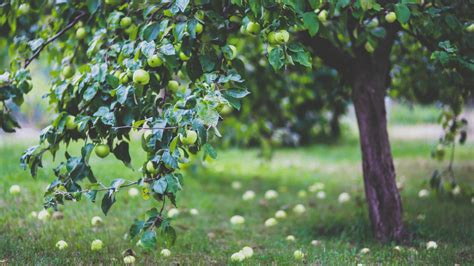 Come Potare Alberi Da Frutto Una Guida Pratica