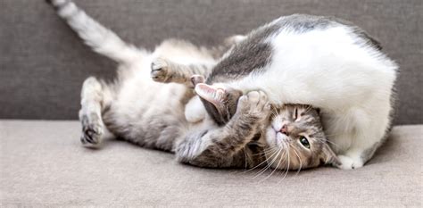 How To Tell When Cats Are Fighting Or Just Playing Six Important Clues To Watch Out For