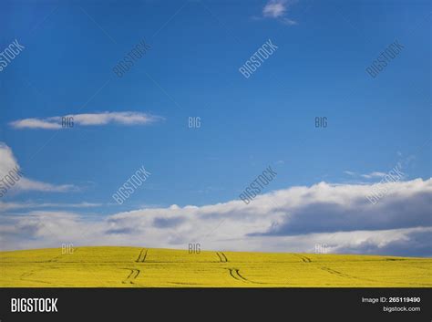 Canola Flower Field On Image & Photo (Free Trial) | Bigstock