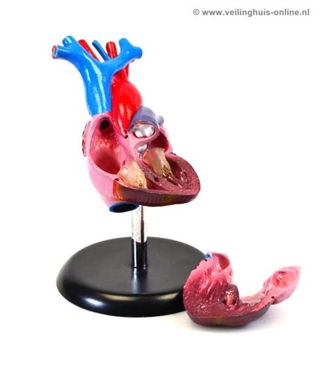 Veilinghuis Online Kavel Details Anatomie Model Hart