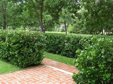 List Of Evergreen Shrubs For Privacy For Small Space | Wallpaper HD and Aesthetic