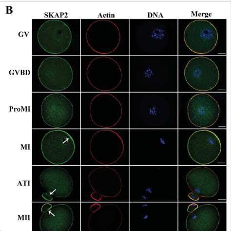 Expression And Subcellular Localization Of Skap During Mouse Oocyte