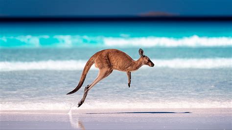 Kangaroo On The Beach At Lucky Bay Cape Le Grand National Park