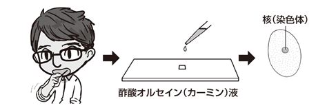 【中2理科】「細胞の観察」 映像授業のtry It トライイット