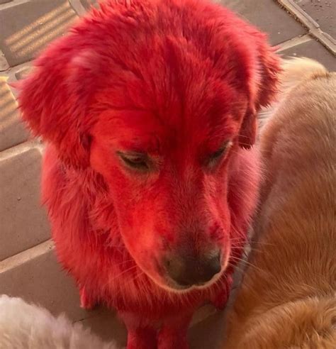 What Is Going On There This Dog Is Bright Red