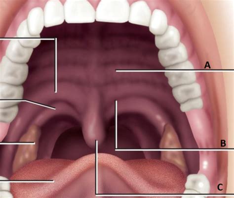 Muscles Of The Soft Palate Week 7 PART 2 Flashcards Quizlet