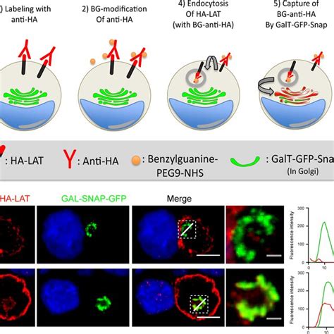 Linker For Activation Of T Cells LAT Is Internalized In Endosomes