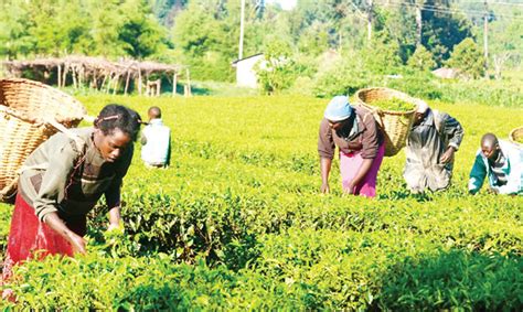 States to benefit from 500,000-hectare farming scheme – Presidency