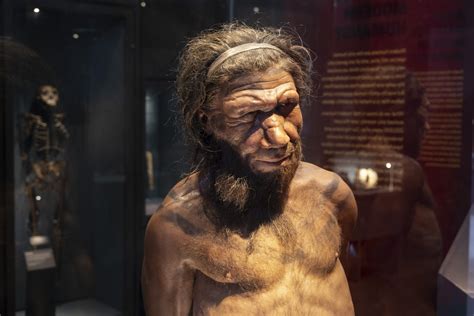 Neanderthal DNA Kills Superbugs Australian Geographic