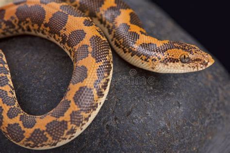 Boa Keniano Della Sabbia Loveridgei Di Colubrinus Di Eryx Fotografia