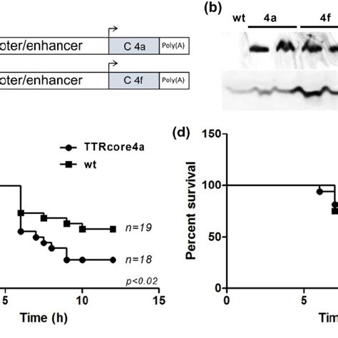 Assessment of HCV core role in a TNFα depended hepatic failure in vivo