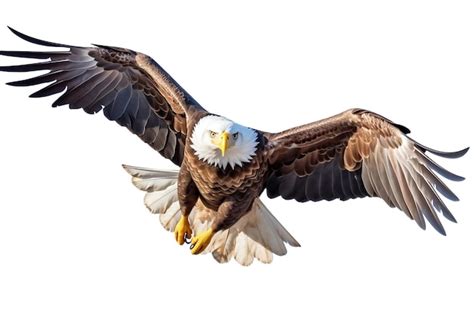 Premium AI Image | Bald Eagle Flying on a Transparent Background AI