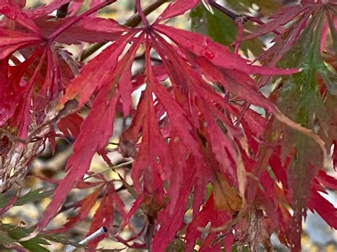 Buy Acer Palmatum Dissectum Autumn Fire Weeping Japanese Maple — Mr