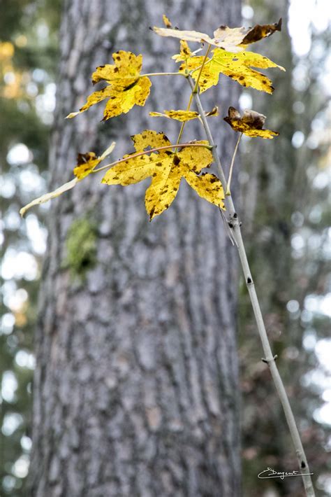 Cda Colours Autumn Christian Dargent Flickr