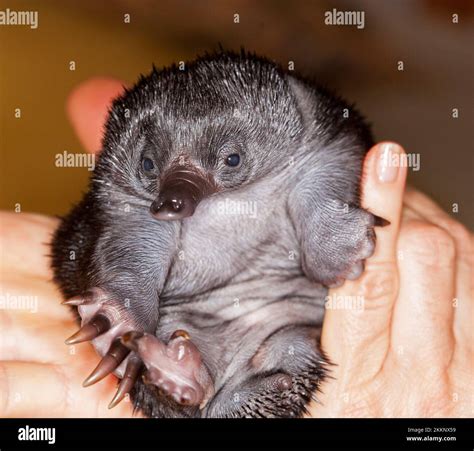 A tiny puggle, an orphaned baby Short-beaked echidna, spiny anteater developing its first spines ...