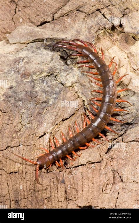 Giant Centipede Scolopendra Sp Showing Legs In Motion Dorsal View