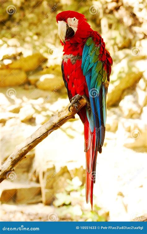 Parrot Ara Chloroptera Stock Photos - Image: 10551633