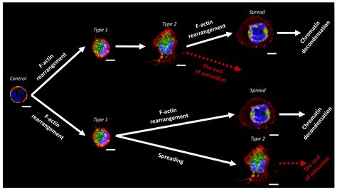 Ijms Free Full Text Stages Of Netosis Development Upon Stimulation