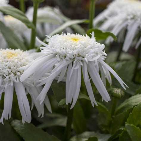 Leucanthemum - Carpet Angel Daisy - First Ground Cover Shasta Daisy ...