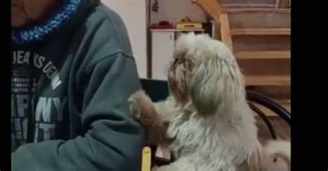 Un Perrito Se Vuelve Viral Al Pedir Comida De Una Forma Muy Original