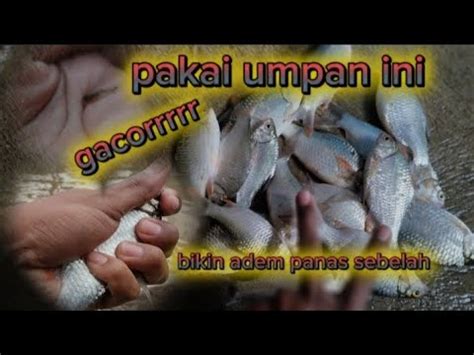 Umpan Gacor Umpan Viral Mancing Bader Tawes Sirip Merah Pakai Umpan