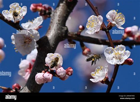 Blooming apricots in Breclav, Czech Republic, March 4, 2024. The extremely warm weather in ...