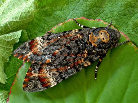 Deaths Head Hawk Moth Butterfly Conservation