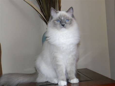 about maine coon cats ny: Blue Point Bicolor Ragdoll