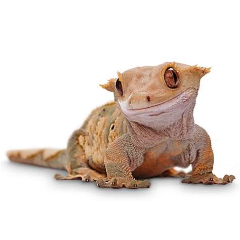 The Reptile Guide: Crested Gecko Care Sheet!