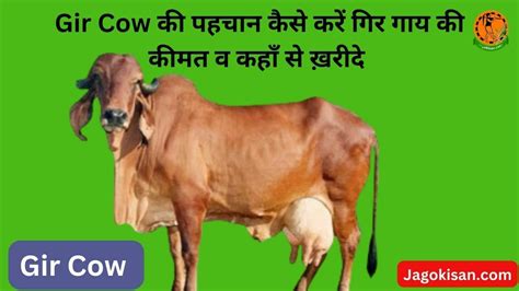 Gir Cow की पहचान कैसे करें गिर गाय की कीमत व कहाँ से ख़रीदे गिर गाय Gir Cow से सम्बंधित