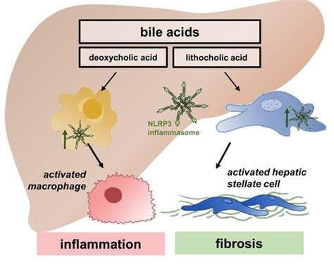 Cells Free Full Text Bile Acids Activate Nlrp3 Inflammasome