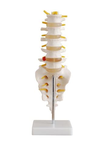 Anatomical Human Life Size Lumbar Vertebrae With Sacrum Coccyx And