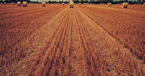 Ein hoher Preis für viel Ertrag Intensive Landwirtschaft hat negative