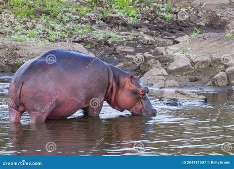 Hippo Standing In A River Having A Drink Of Water In Kruger National