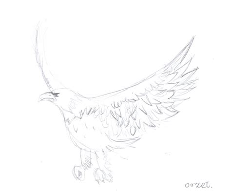 Orzel By Arancja On Deviantart